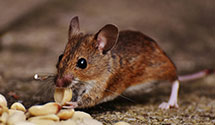 24 Hour & Emergency Exterminators in Vivian, WV